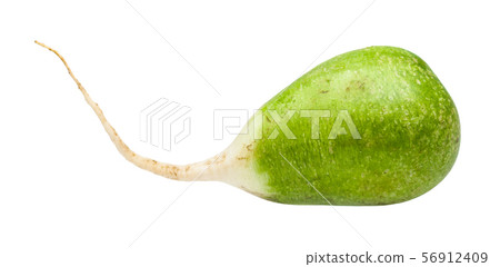 fresh green Lobo (margelan) radish isolated fresh green Lobo (margelan) radish isolated 56912409