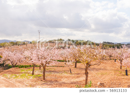 Blooming almond trees with pink and white flowers Blooming almond trees with pink and white flowers 56913133