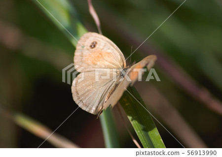 Meadow Brown Butterfly On Blade Of Grass (Maniola jurtina) 56913990
