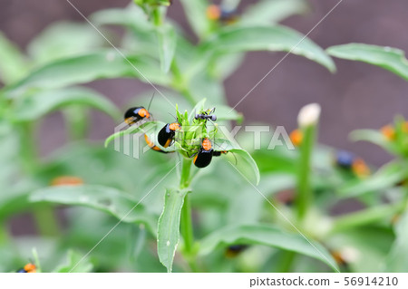 Black clams Black clams 56914210