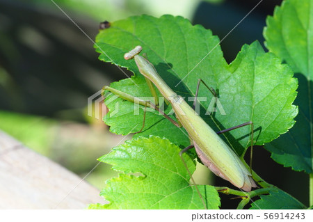 Kokamakiri (green type) 56914243