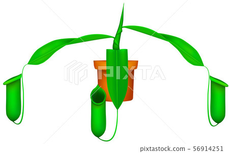 nepenthes tree in pot on the white background nepenthes tree in pot on the white background 56914251