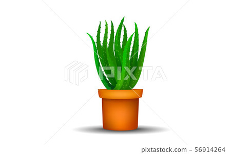 Aloe vera tree in pot on the white background 56914264