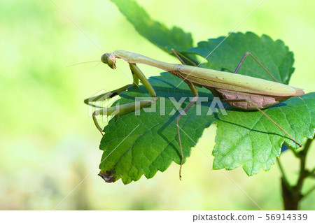 Kokamakiri (green type) 56914339