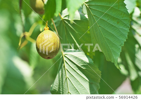 Green handkerchief fruit 56914426