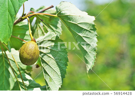 Green handkerchief fruit 56914428