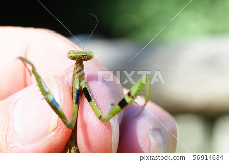 Kokamakiri (green type) and fingers 56914684