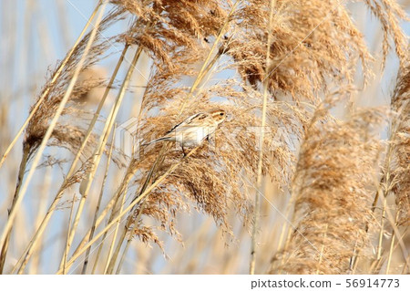 Ohjulin Ohjulin 56914773