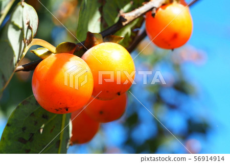 Megaki Megaki 56914914