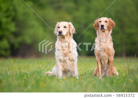 Two Golden Retriever dogs 56915372