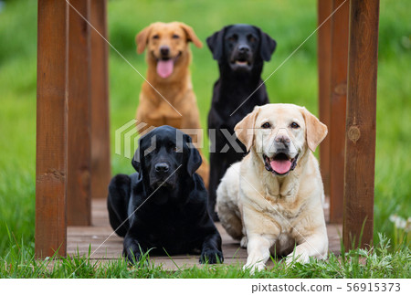 Four Labrador Retriever dogs in different colors Four Labrador Retriever dogs in different colors 56915373