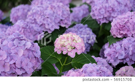 Hydrangea-Hydrangea-One pink in purple Hydrangea-Hydrangea-One pink in purple 56915708
