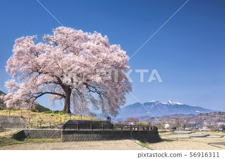 山梨縣韭崎市酪梨的孤櫻盛開 56916311