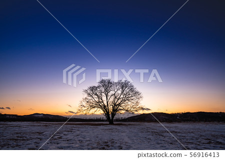 Harunire tree at sunset Harunire tree at sunset 56916413