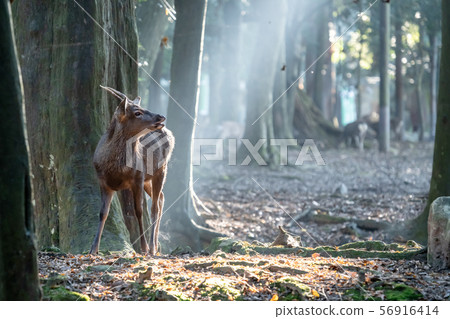 Morning of Nara Park Morning of Nara Park 56916414
