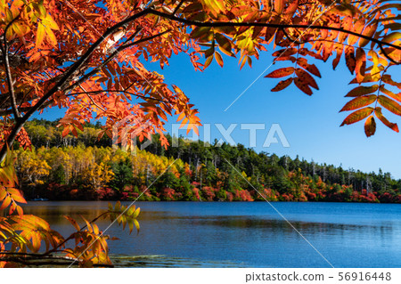 秋天的池塘 秋天的池塘 56916448