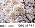Cherry Blossoms	 56916768