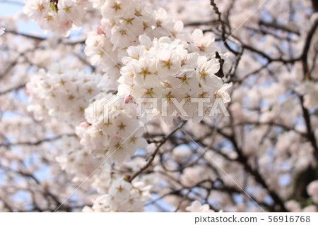 Cherry Blossoms	 56916768