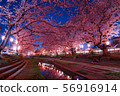 Cherry blossoms of Yuan River 56916914