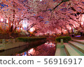 Cherry blossoms of Yuan River 56916917