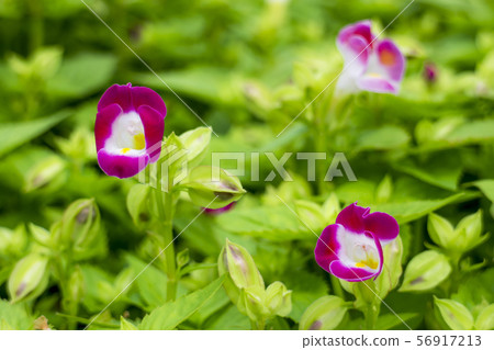 Torenia 56917213