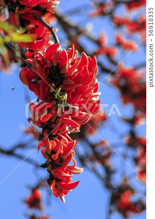 Butea monosperma is a medium-sized tree. The flowers are both orange and yellow. 56918335