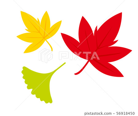 Ginkgo Ginkgo Leaves Autumn Fallen Leaves... - Stock Illustration ...