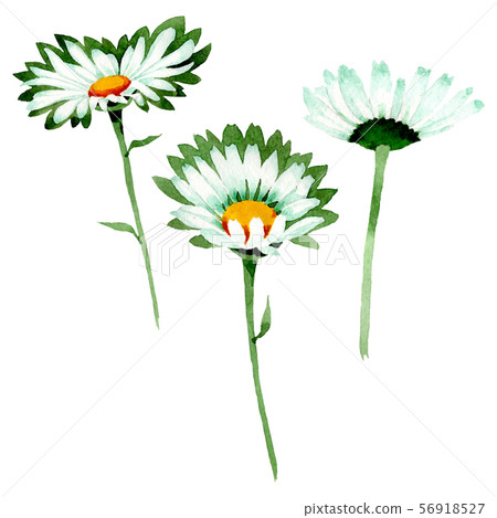 White daisy floral botanical flowers. Watercolor background illustration set. Isolated daisies 56918527