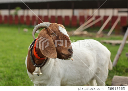 Anglo Nubian / Boer goat, looking to side, farm Anglo Nubian / Boer goat, looking to side, farm 56918665