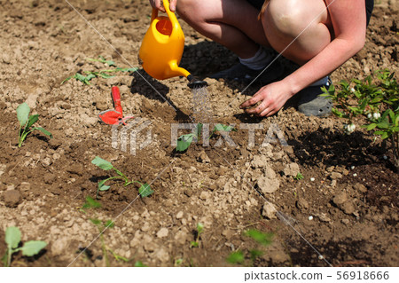 Woman watering freshly planted seedling with Woman watering freshly planted seedling with 56918666