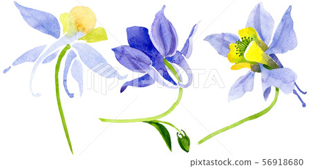 Blue yellow brugmansia floral botanical flowers. Watercolor background set. Isolated brugmansia 56918680