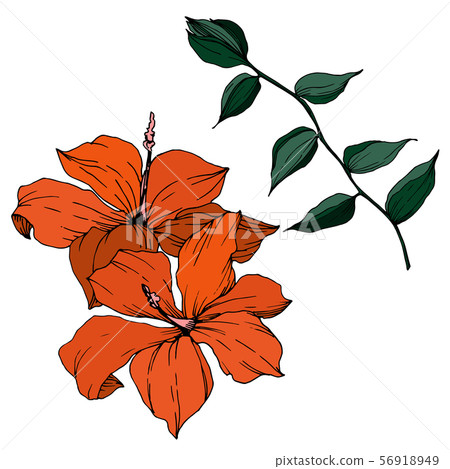 Vector Tropical flowers and leaves isolated. Black and white engraved ink art. Isolated plant 56918949