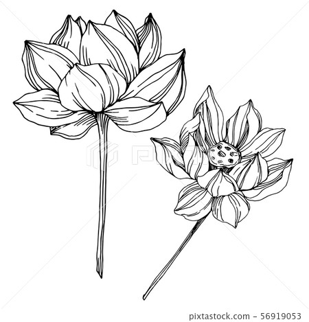 Vector Lotus floral botanical flowers. Black and white engraved ink art. Isolated lotus illustration 56919053