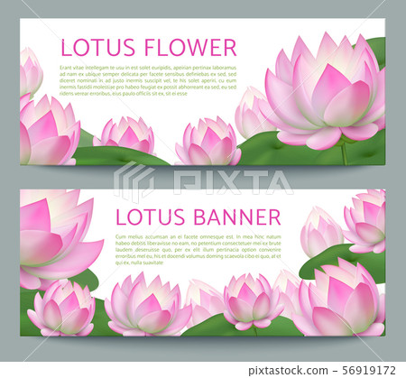 Pink lotus banners. Realistic pond water flower. Ayurveda treatment, healing garden vector banner Pink lotus banners. Realistic pond water flower. Ayurveda treatment, healing garden vector banner 56919172