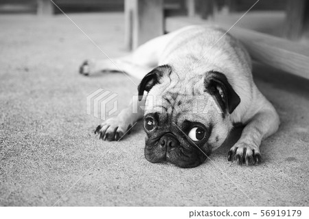 狗哈巴狗成年狗 狗哈巴狗成年狗 56919179