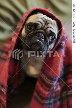 dog wrapped in a blanket