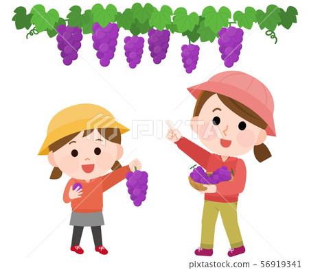 Grapes picking parent and child illustration 56919341