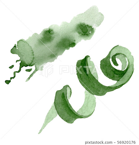 Albuca canadensis floral botanical flowers. Watercolor background set. Isolated albuca illustration Albuca canadensis floral botanical flowers. Watercolor background set. Isolated albuca illustration 56920176