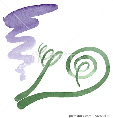 Albuca canadensis floral botanical flowers. Watercolor background set. Isolated albuca illustration 56920180
