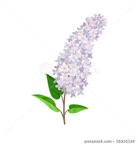 Flowering lush branch of lilac. Vector illustration on a white background. 56920184