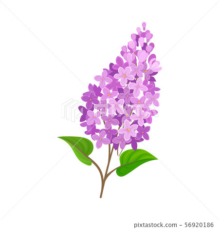 Flowering branch of lilac. Vector illustration on a white background. 56920186