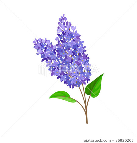Blue lilac. Vector illustration on a white background. 56920205
