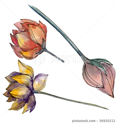 Lotus floral botanical flowers. Watercolor background illustration set. Isolated lotus illustration Lotus floral botanical flowers. Watercolor background illustration set. Isolated lotus illustration 56920212