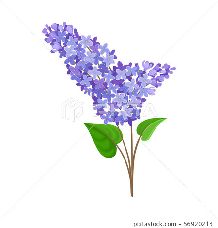Lush branch of the blue lilac. Vector illustration on a white background. Lush branch of the blue lilac. Vector illustration on a white background. 56920213