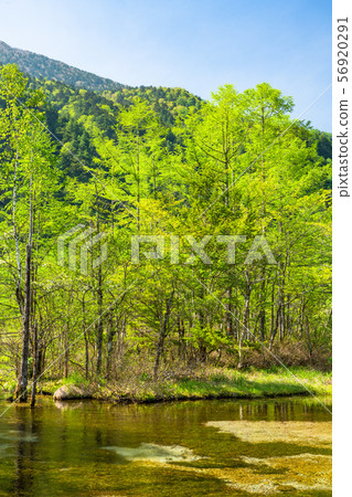 << Nagano Prefecture> Fresh green Kamikochi, Tashiro Pond 56920291