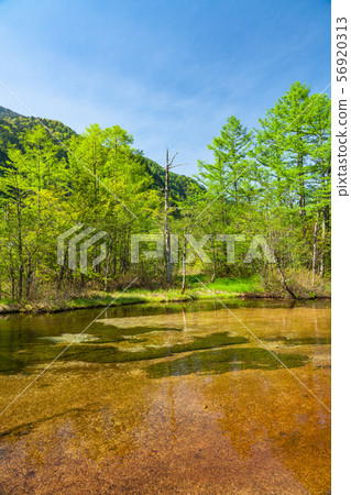 << Nagano Prefecture> Fresh green Kamikochi, Tashiro Pond 56920313