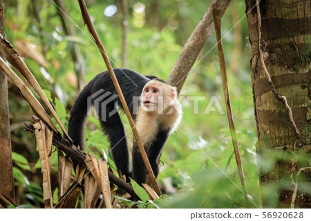 Capuchin monkey in Costa Rica Capuchin monkey in Costa Rica 56920628