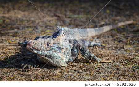 Black iguana in Costa Rica 56920629