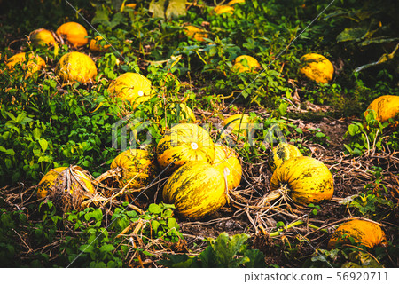 Typical styrian pumpkin field, Austria 56920711