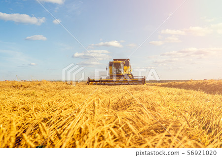 Photo from afar of harvester harvesting wheat, blue sky on autumn day. Photo from afar of harvester harvesting wheat, blue sky on autumn day. 56921020